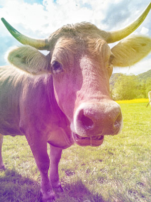 cattle tand livestock railer